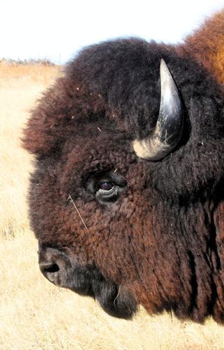 Meister bison 6.JPG