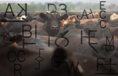 Cattle brands