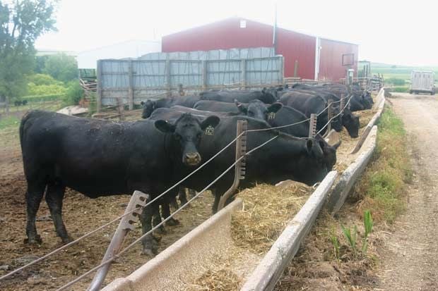 nasdaq feeder cattle prices