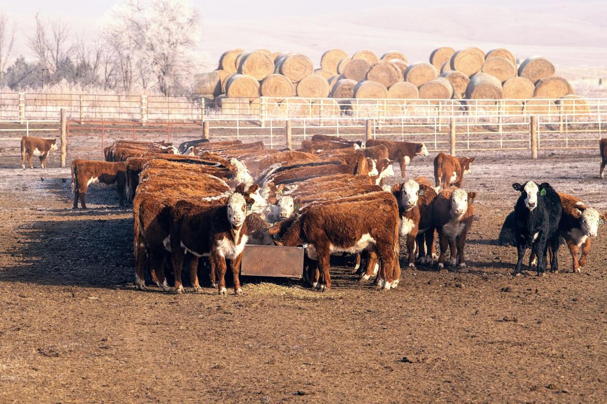 Tips to successfully control cattle lice