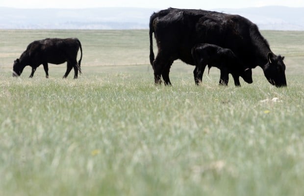 Grazing
