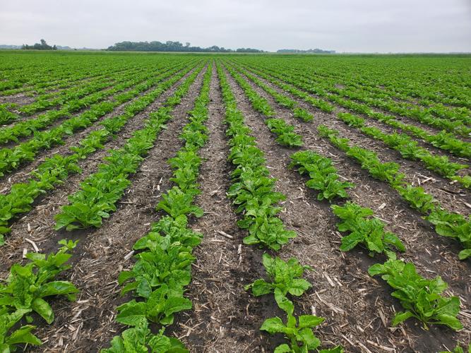 Sugarbeets