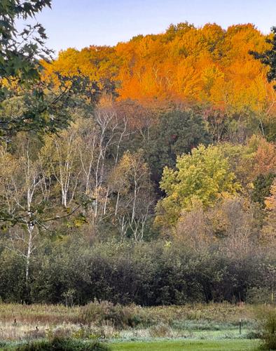 Trees show colors