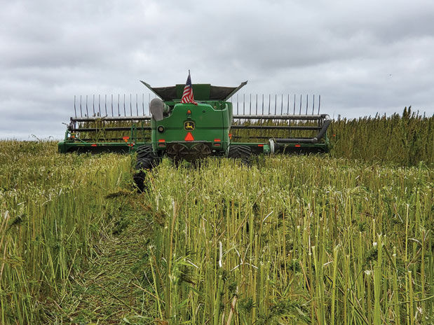 Hemp-Harvest.jpg