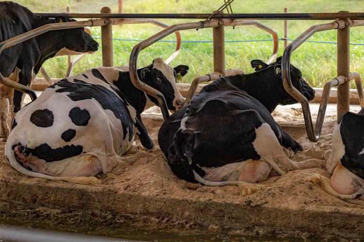 Dairy cows