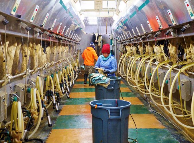Milking parlor at Fischer-Clark farm