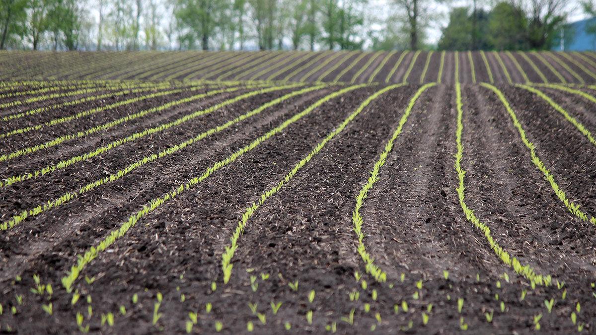 Emerging corn
