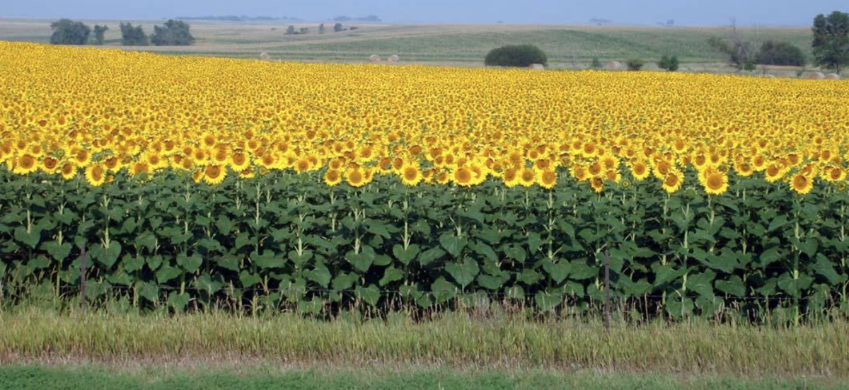 Palm oil values keep lid on old crop sunflower prices