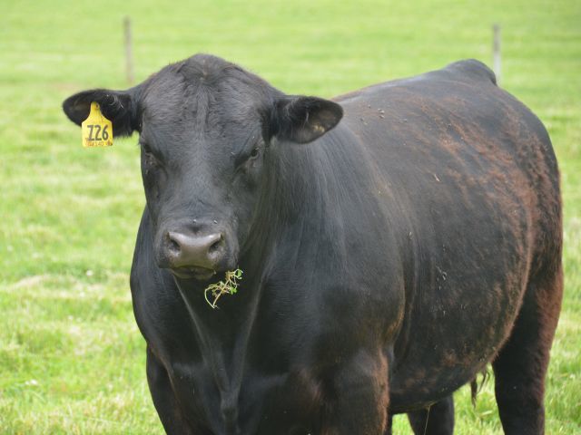 See top genetics on Black Hills Angus Tour this fall