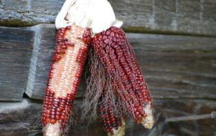 Corn variety