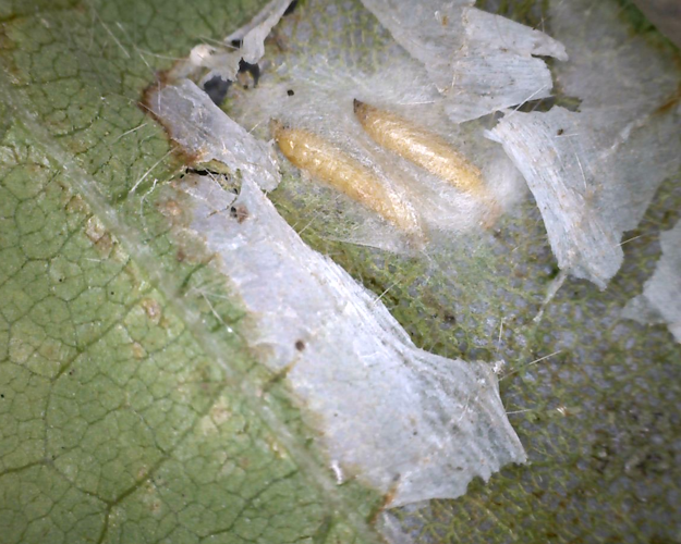 Soybean tentiform leafminer 4.png
