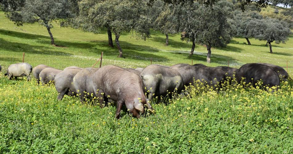 Iberian pigs