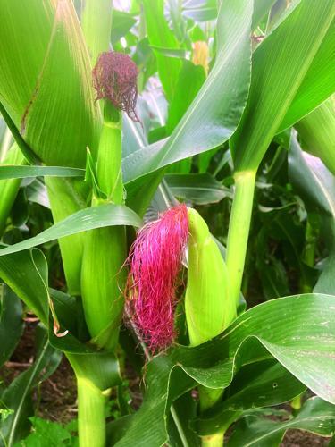 Corn in August