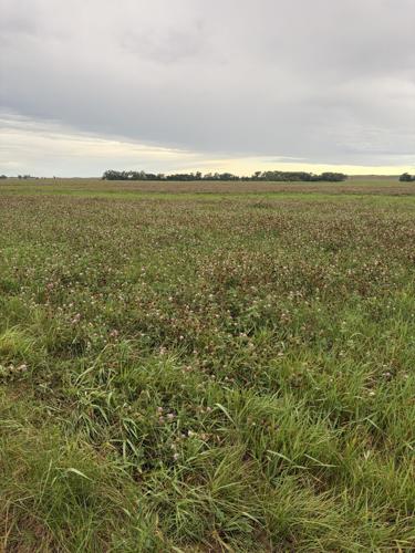MWM South Meadow Clover.jpeg