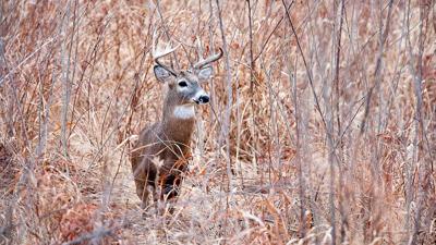 Deer hunting Venison cook
