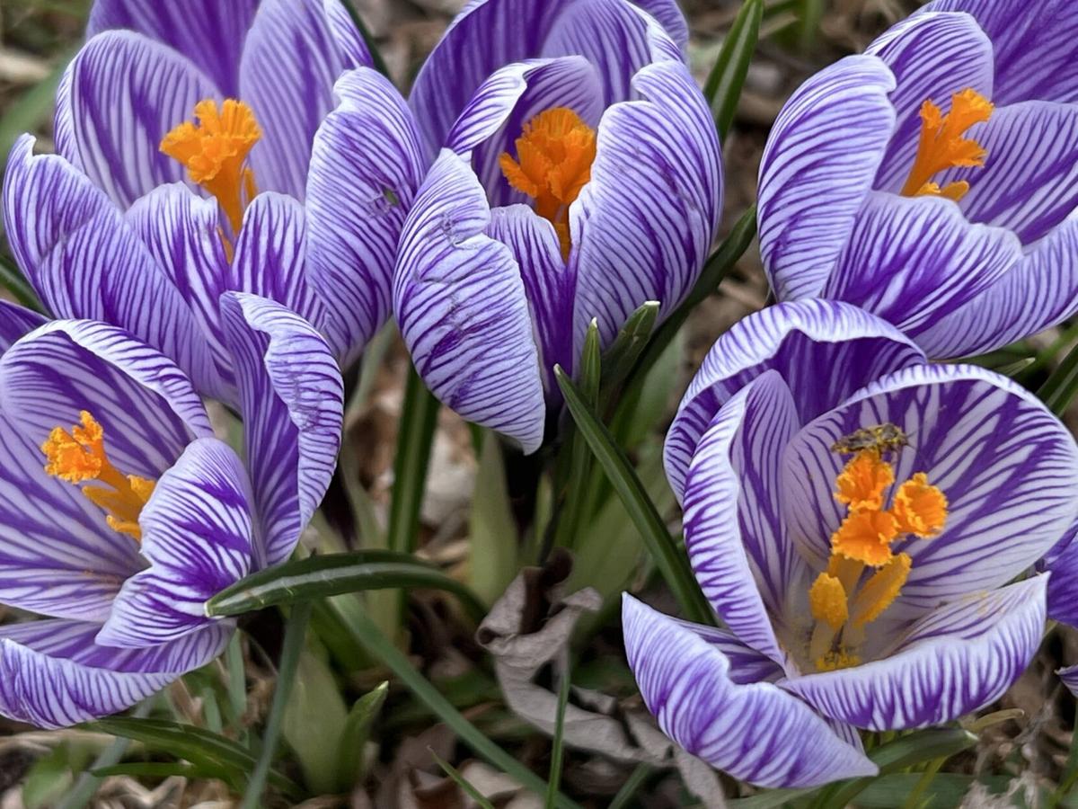 Crocuses