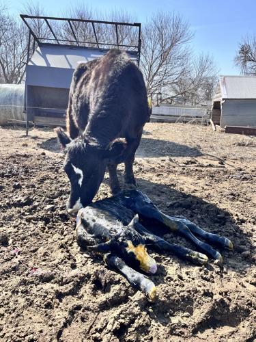 Calving midwife 1.JPG