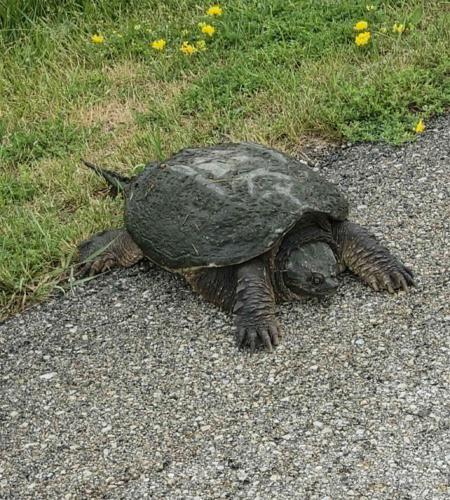 Turtle