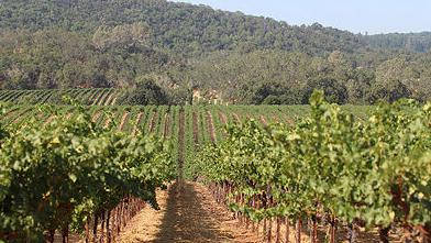 Vineyard