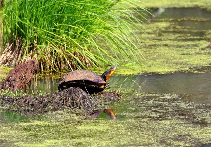Turtle
