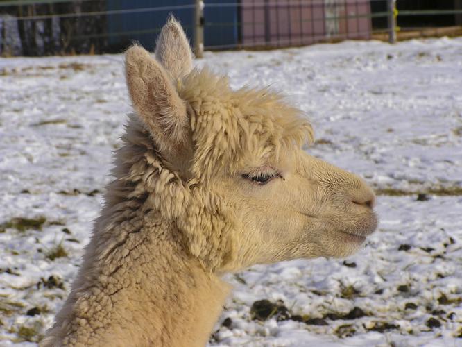Alpaca