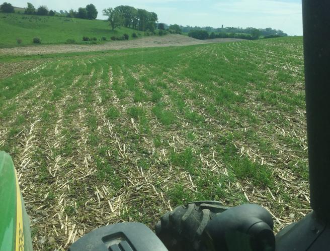 Interseeded rye in the previous year's corn residue