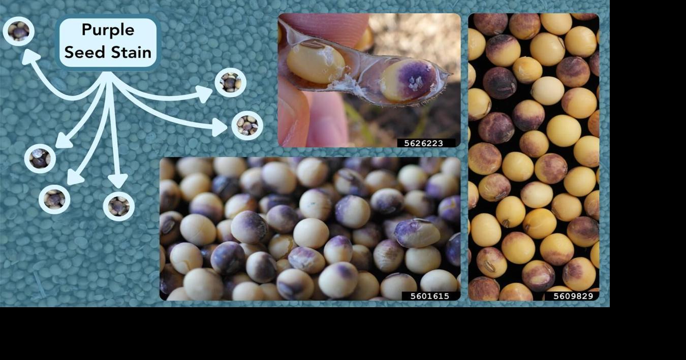 Purple seed stain