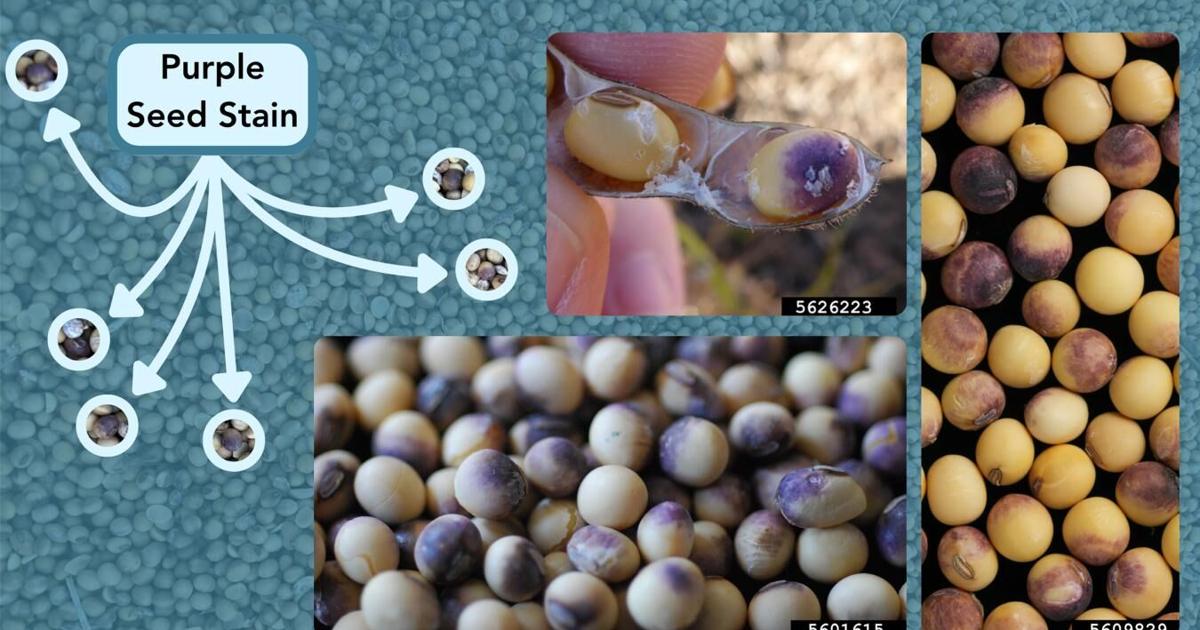 Purple seed stain