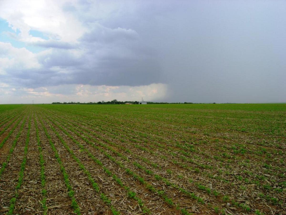 Soybean field in Brazil