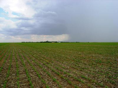 Soybean field in Brazil