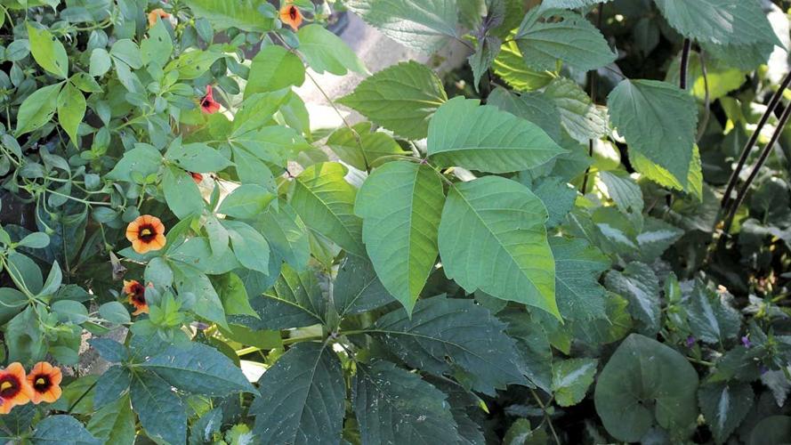 SafetyWatch-poison-ivy