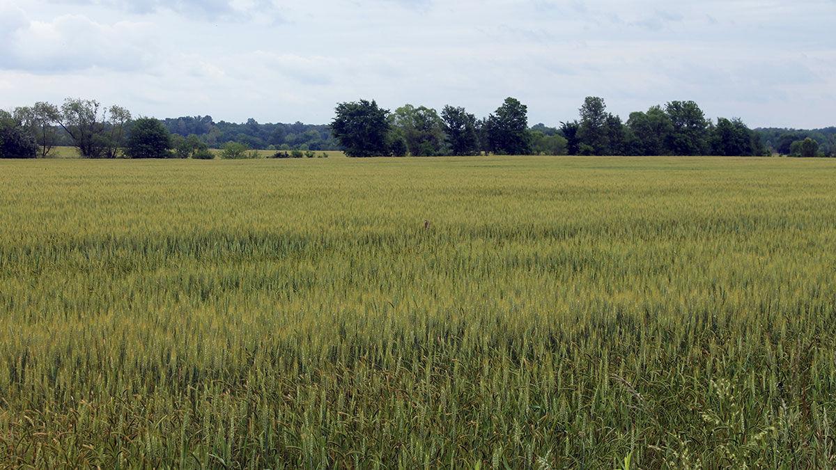 Wheat field