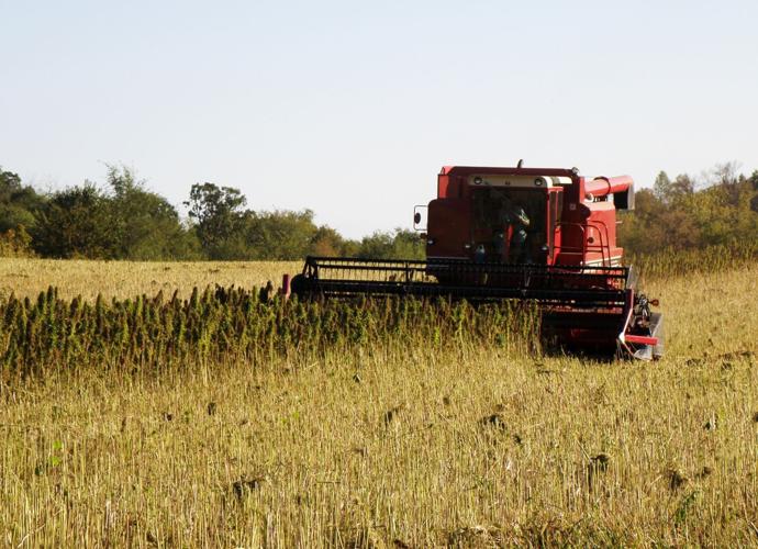 Hemp being harvested