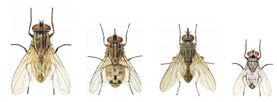 Know your flies for effective control options