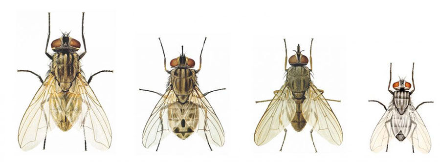 Know Your Flies For Effective Control Options