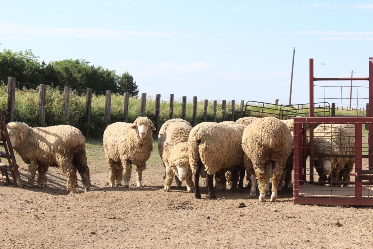 Targhee-sheep-(67)-WEB.jpg