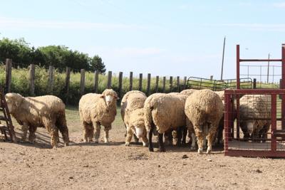 Targhee-sheep-(67)-WEB.jpg