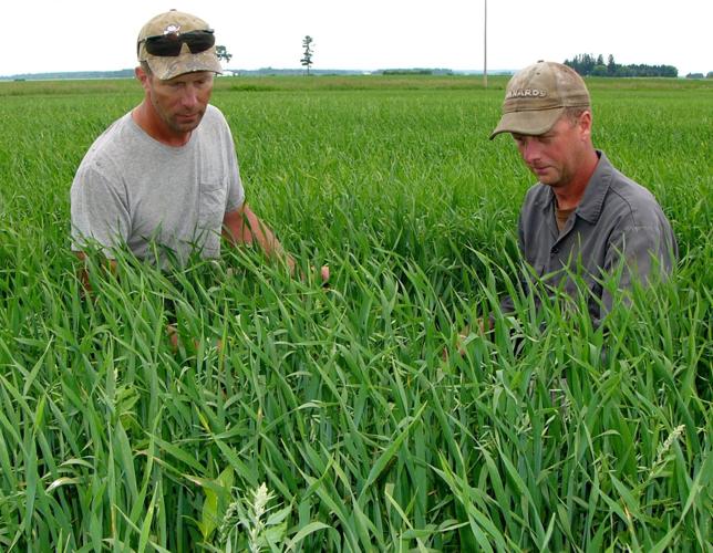 Brian Igl and Brad Igl in oat field