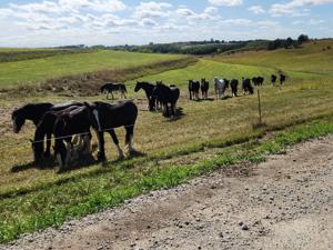 5 shires jenson shires.jpg