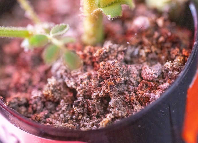 Soil and chickpea plants