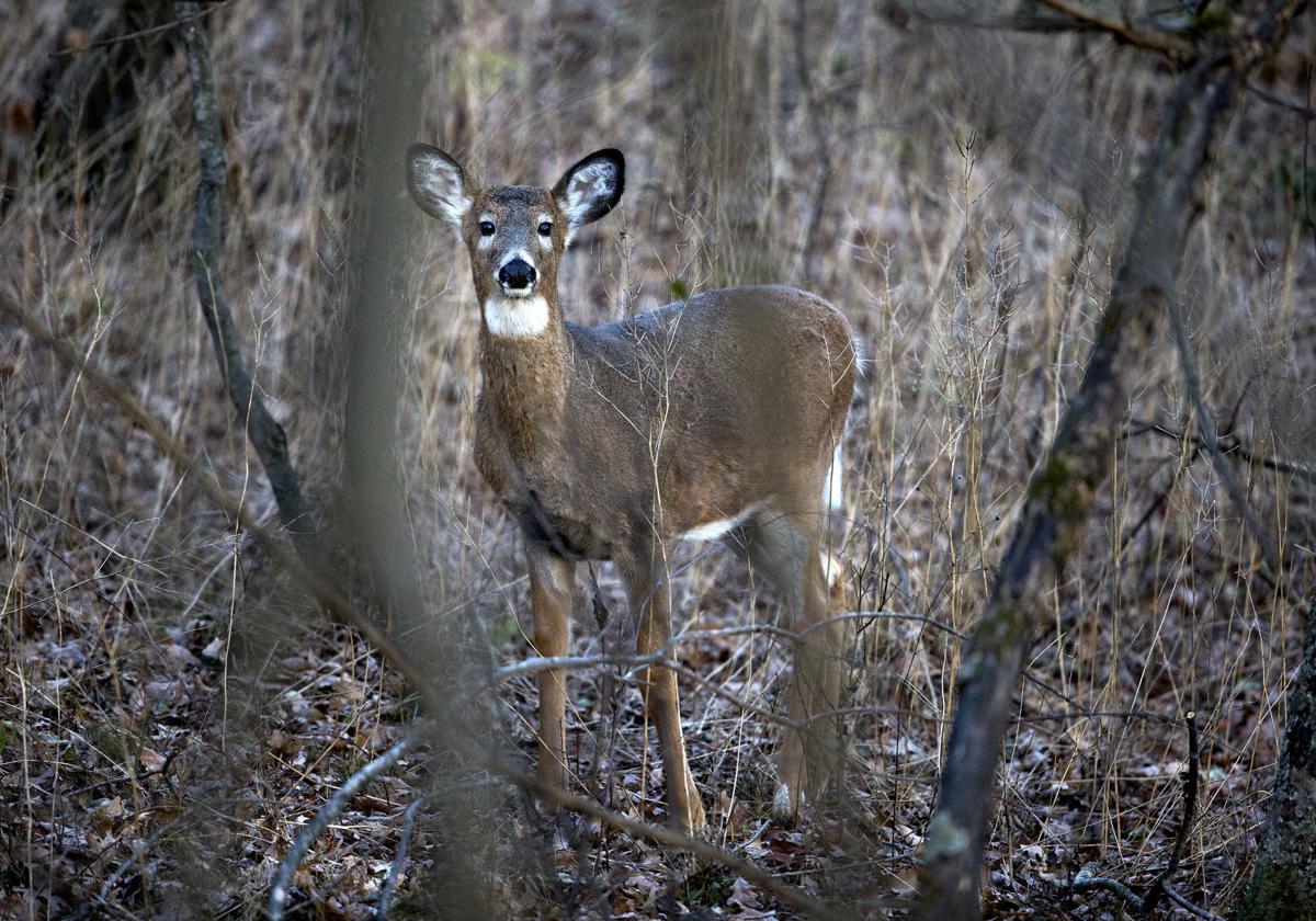Deer