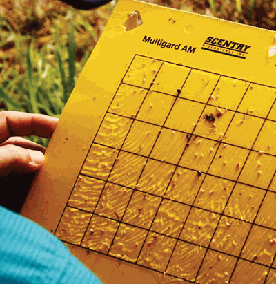 yellow stick card for scouting corn leafhopper