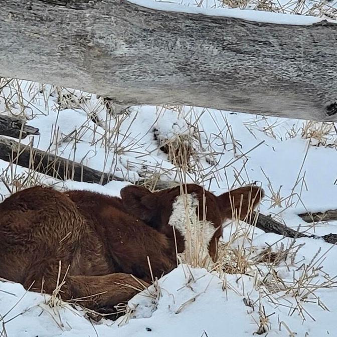 Wicks Cattle