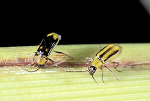 Corn rootworm