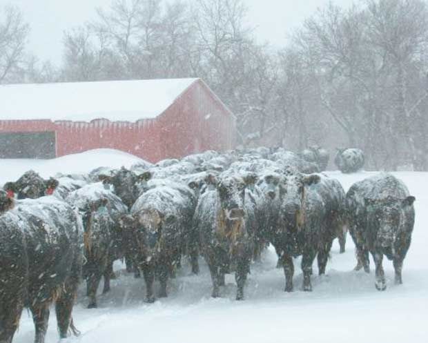 Cattle Blizzard