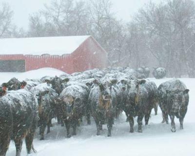 Cattle Blizzard