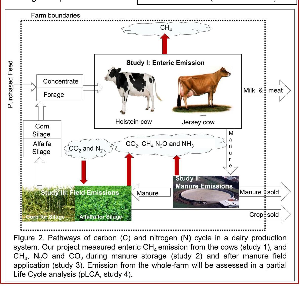 Pathways Of Carbon And Nitrogen Cycle In Dairy Production System Agupdate Com