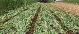 Planting green may call for herbicide adjustment