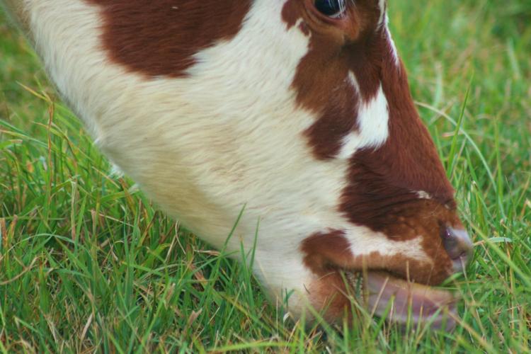 Red and White dairy cow