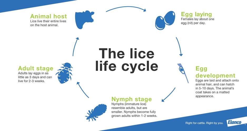 Tips to successfully control cattle lice